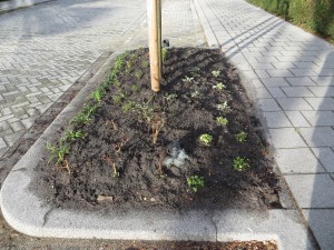 20141219 boomvakken corn outshoornstraat (2)
