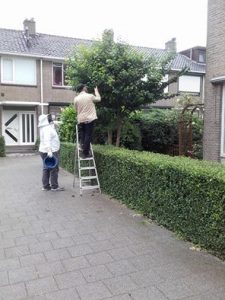 bijen